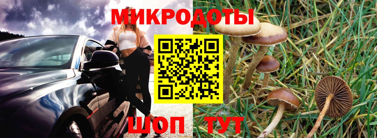 Псилоцибиновые грибы Cubensis Железногорск